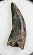 Dromaeosaur (Raptor) Tooth - Montana #8356-1